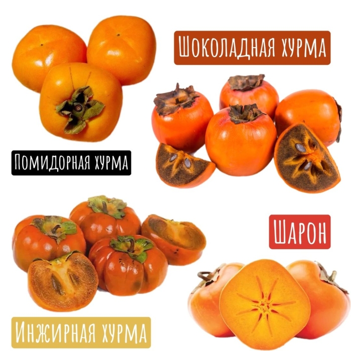 Хурма сорт королек