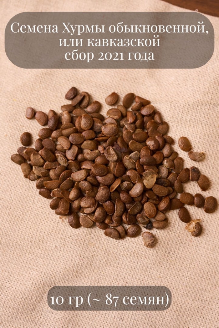 Семена хурма кавказская