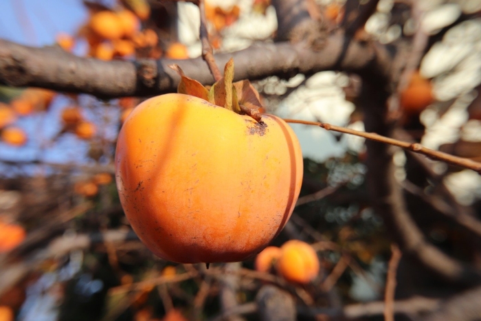 Хурма дагестанская дикая