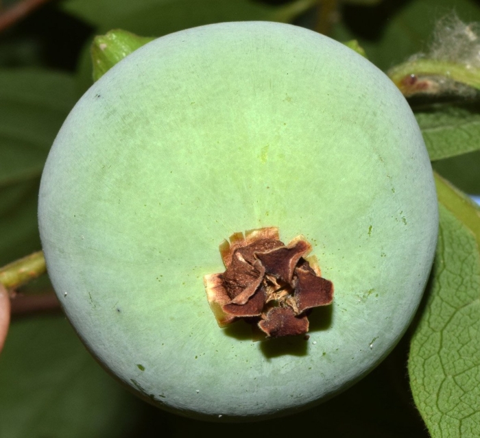 Хурма обыкновенная diospyros lotus