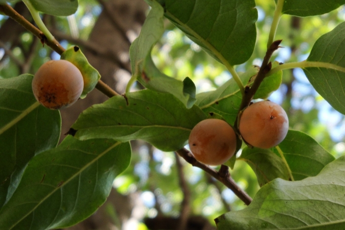 Хурма мушмуловидная