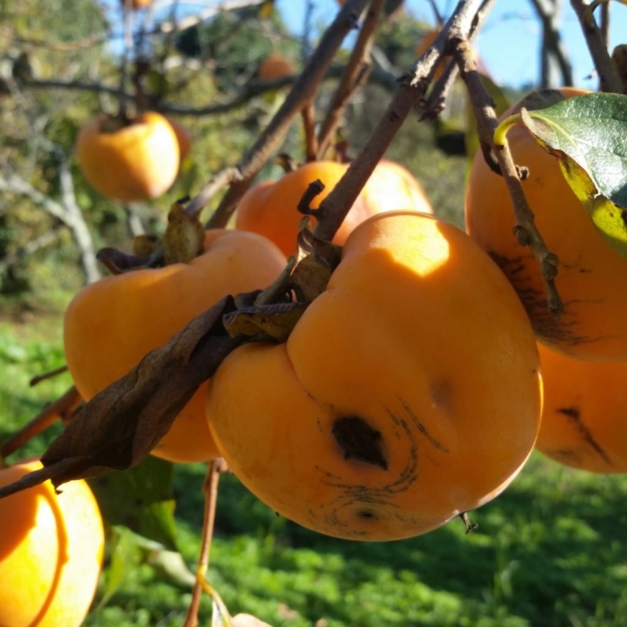 Хурма сорт шарон