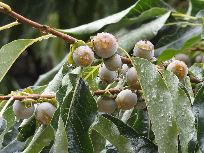 Дерево хурма