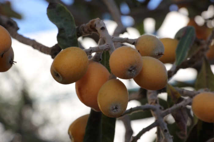 Мушмула германская