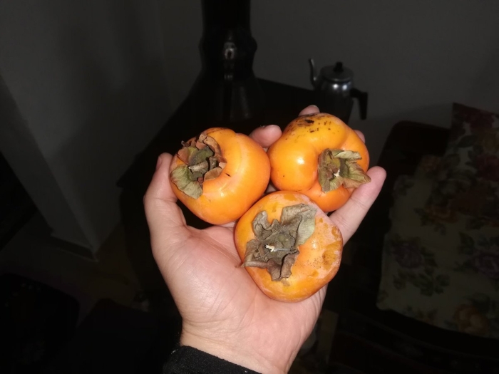 Дикая хурма кавказская