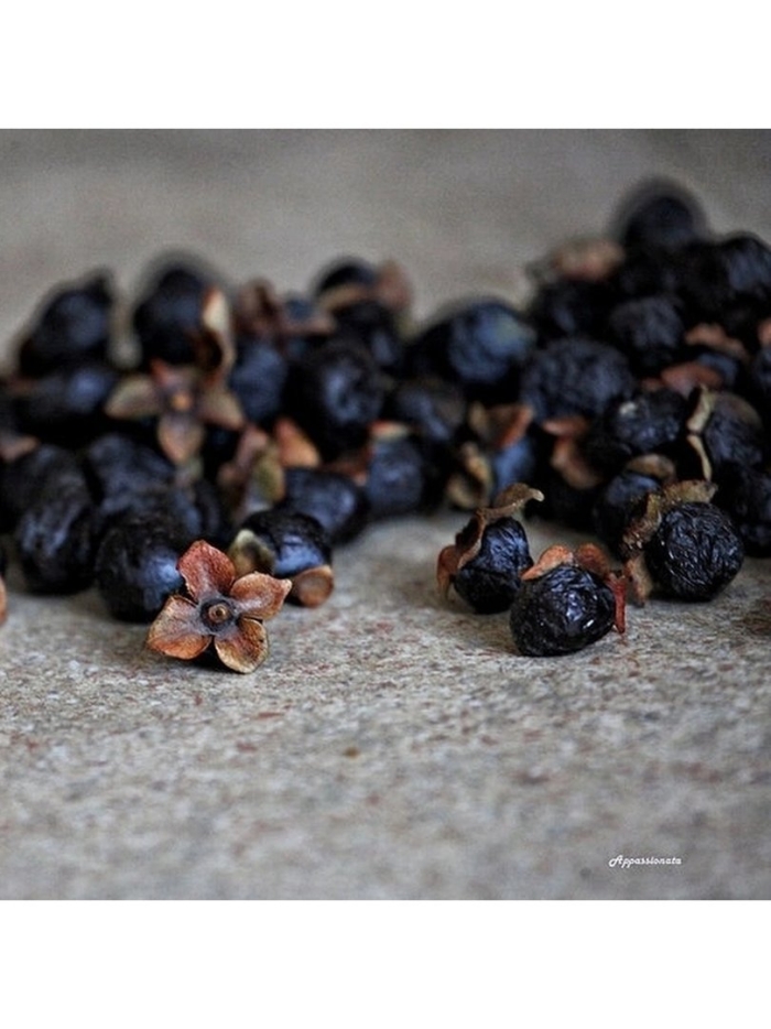 Черная хурма