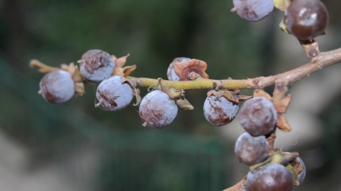 Хурма кавказская дерево