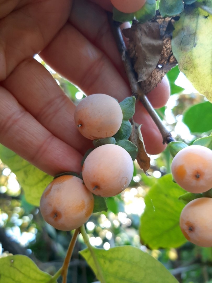 Хурма виргинская