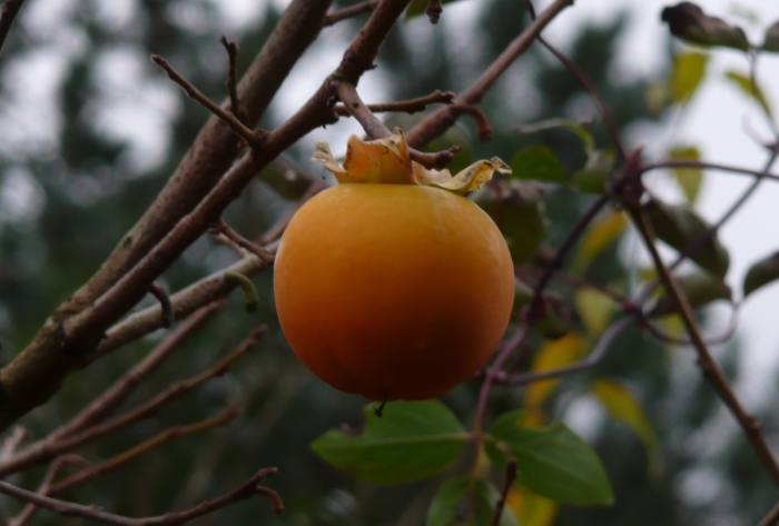 Растение хурма