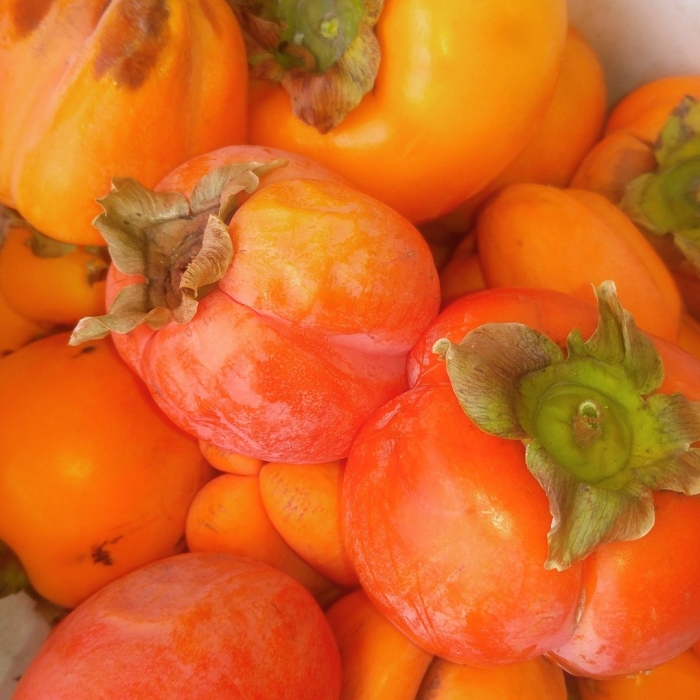 Дикая хурма кавказская