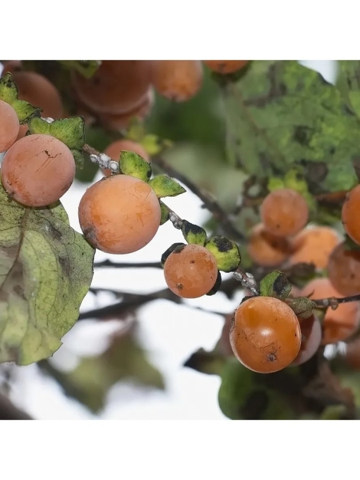 Дикая кавказская хурма дерево