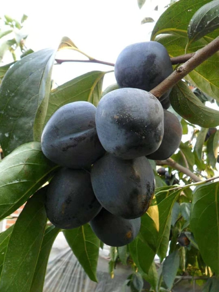 Хурма лесная черная