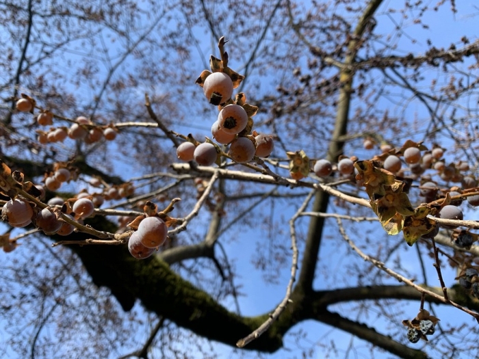 Дикая хурма