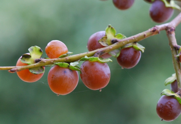 Хурма diospyros