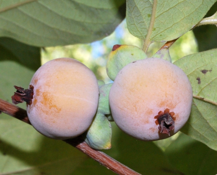 Хурма маболо