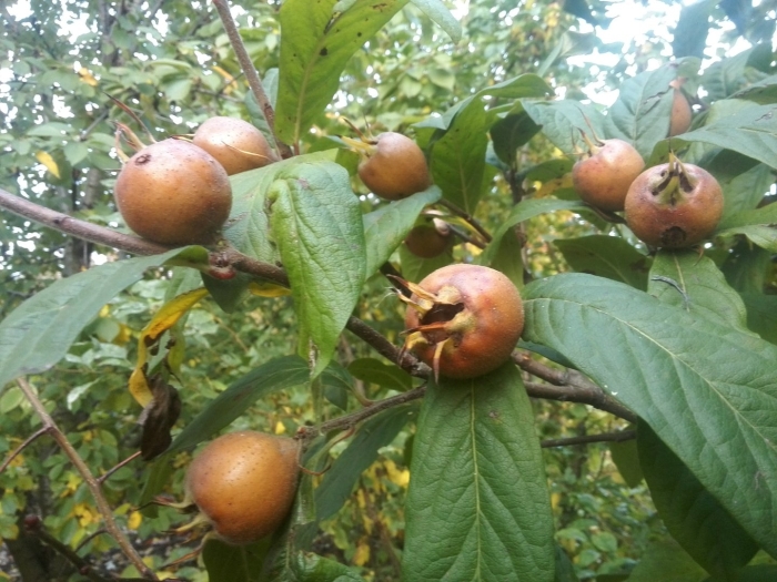 Mespilus germanica мушмула германская