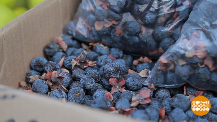 Горная хурма в дагестане