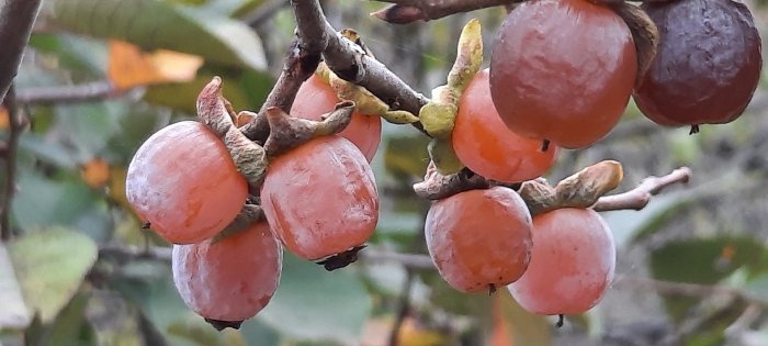 Горная хурма