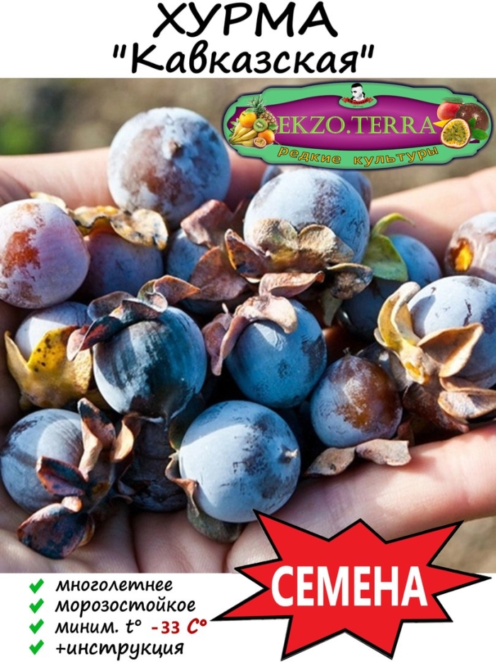 Семена хурма кавказская