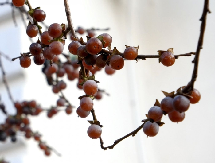 Хурма дикая дерево