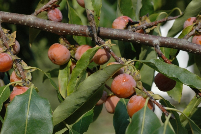 Diospyros virginiana