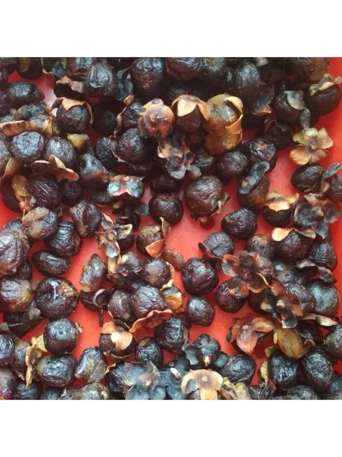 Дикая хурма кавказская