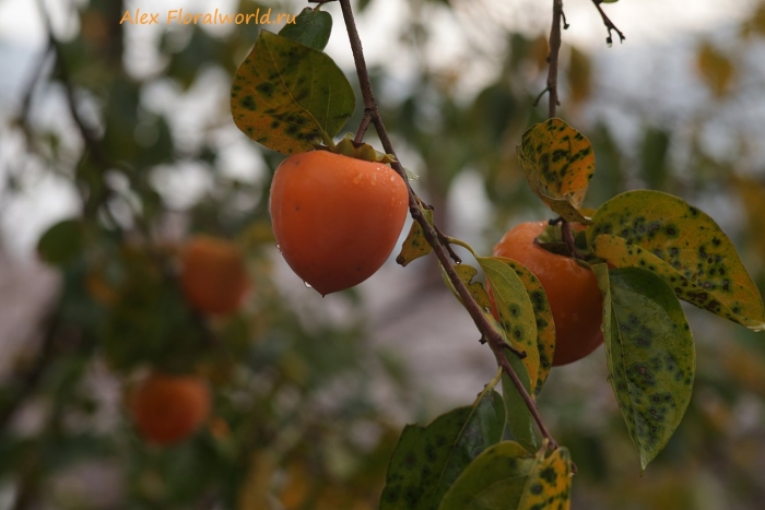 Хурма восточная