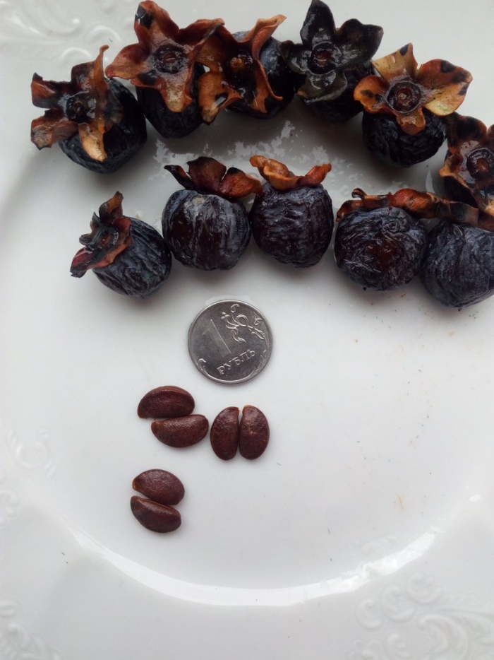 Черная кавказская хурма