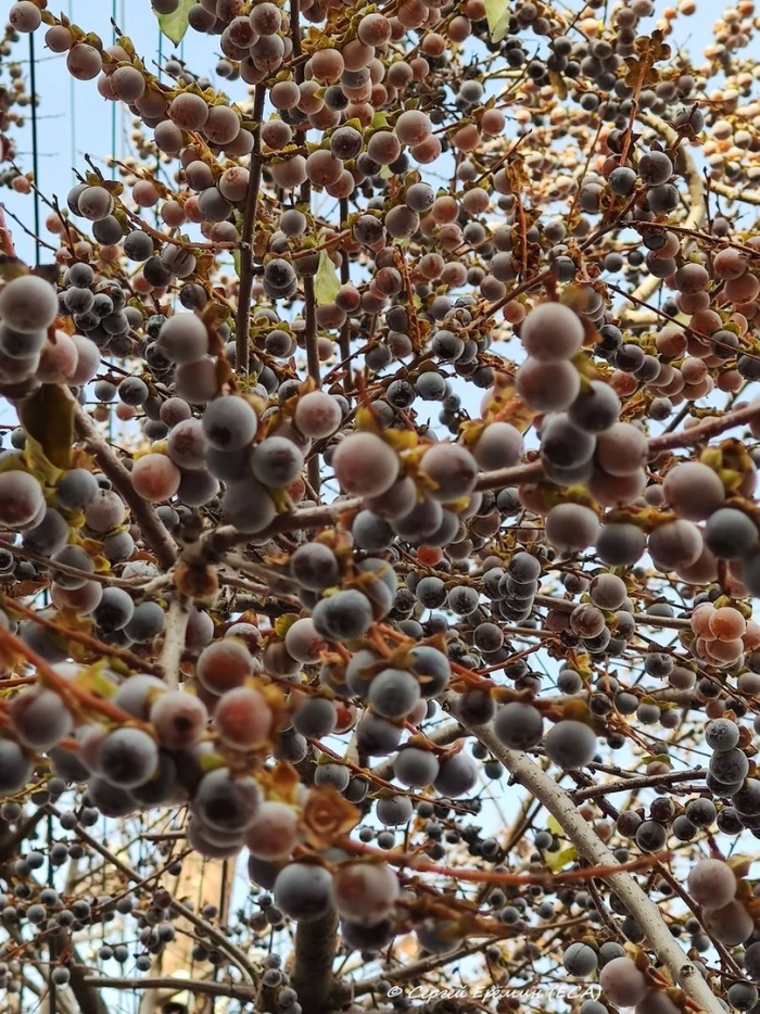 Хурма мелкоплодная