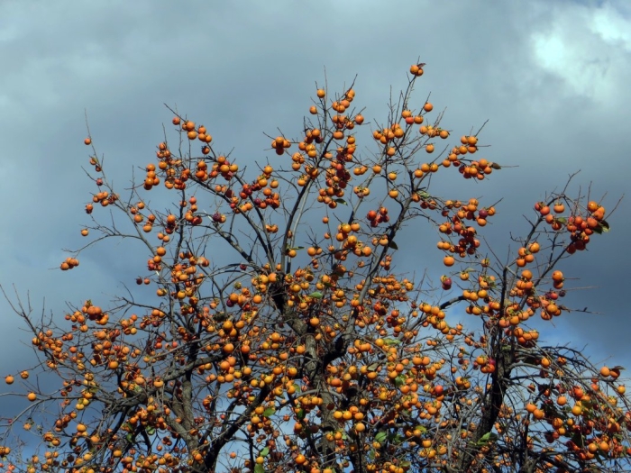 Хурма королек дерево
