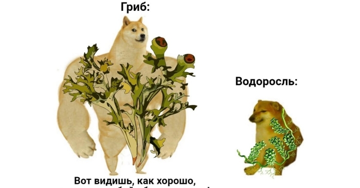 Собака качок мем