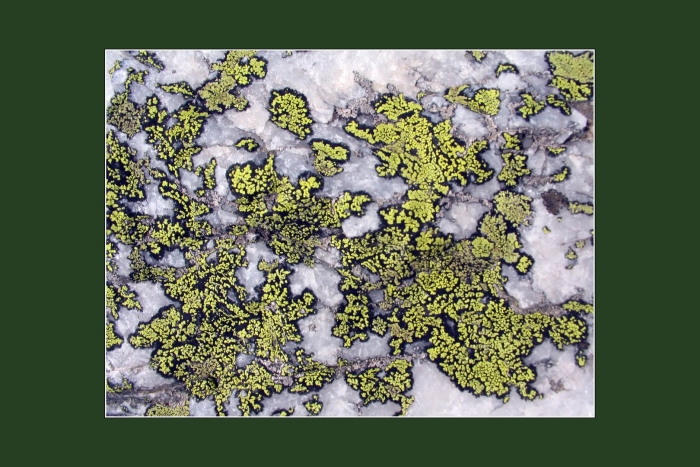 Водоросли и лишайники