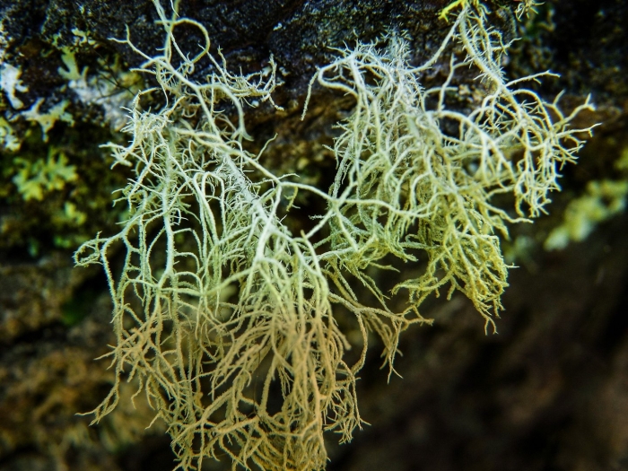 Лишайники ботаника