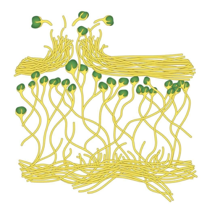 Внутреннее строение лишайника