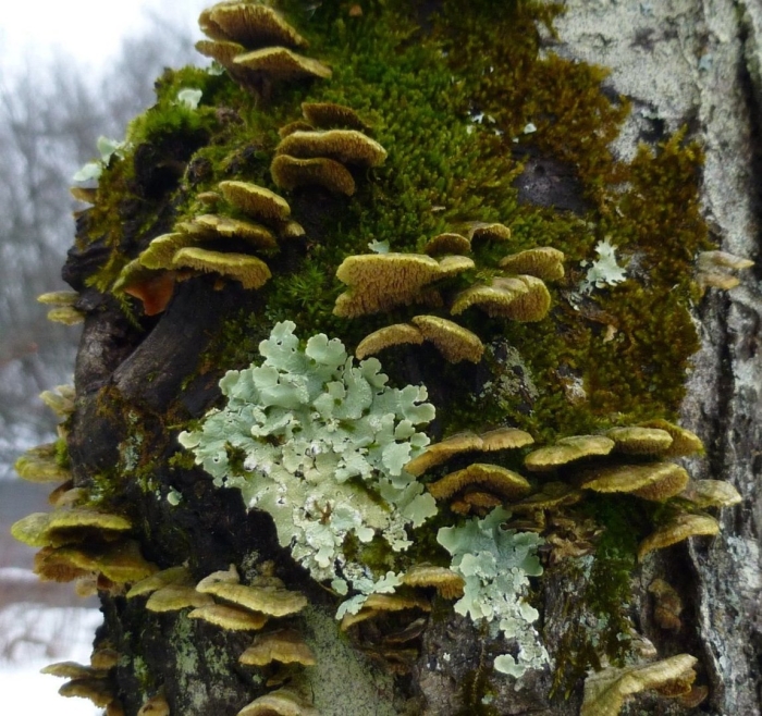 Лишайники эпифиты