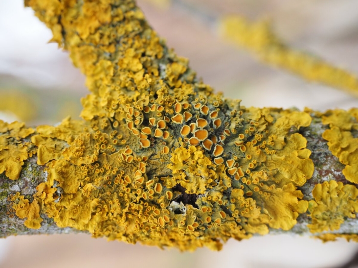 Лишайник ксантория