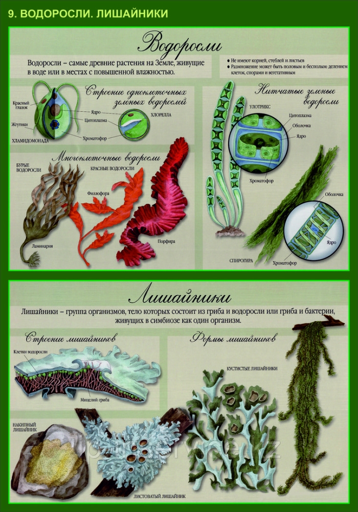 Таблица многообразие водорослей 7 класс биология