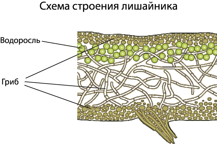 Строение таллома лишайника