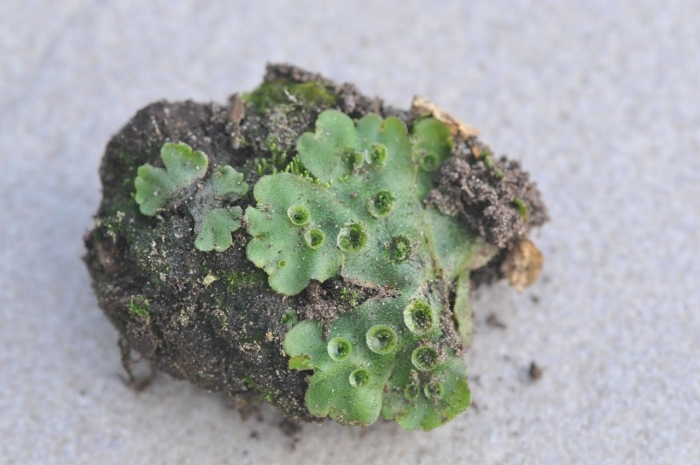 Зелёная плесень лишайник