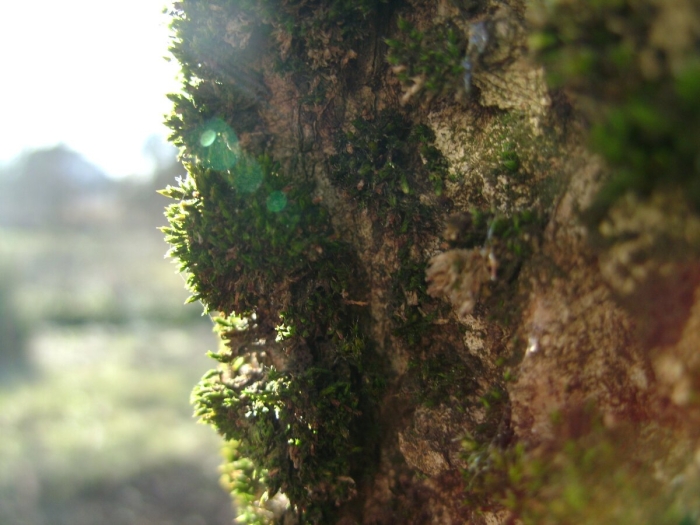 Мох лишайник