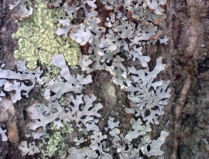 Лишайники накипные листоватые