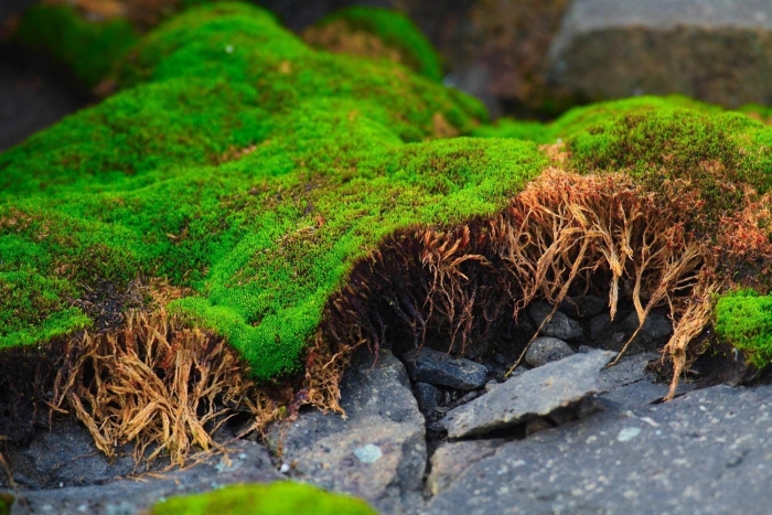 Лишайник сфагнум