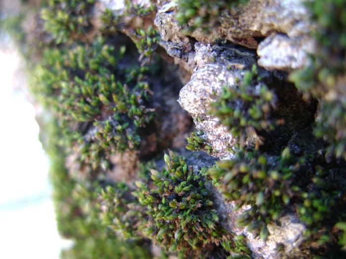 Эпилитные лишайники