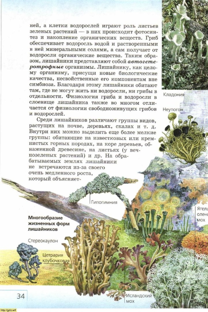 Атлас-определитель от земли до неба лишайники