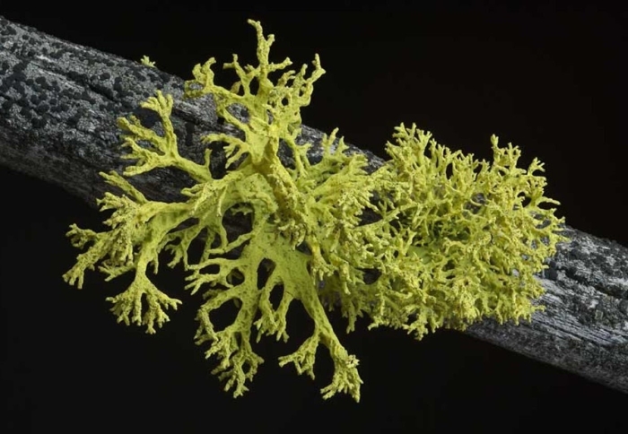 Летария волчья лишайники