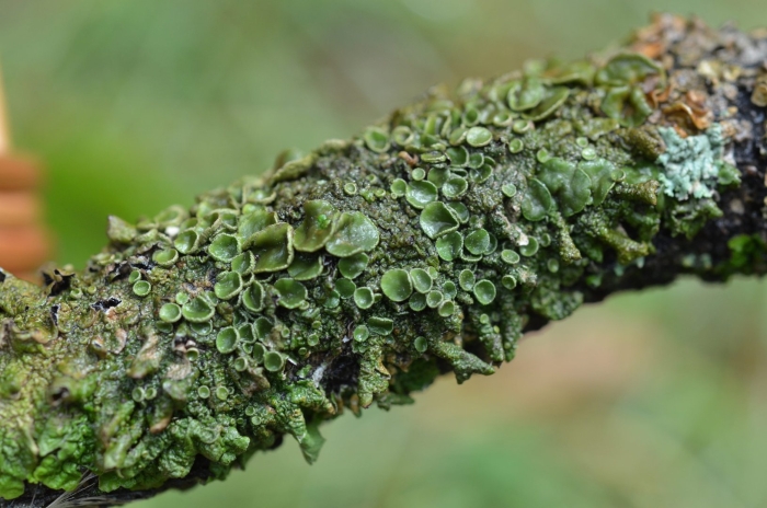 Мутуализм лишайники