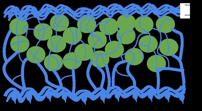Строение лишайника