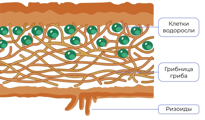 Внешнее и внутреннее строение лишайника