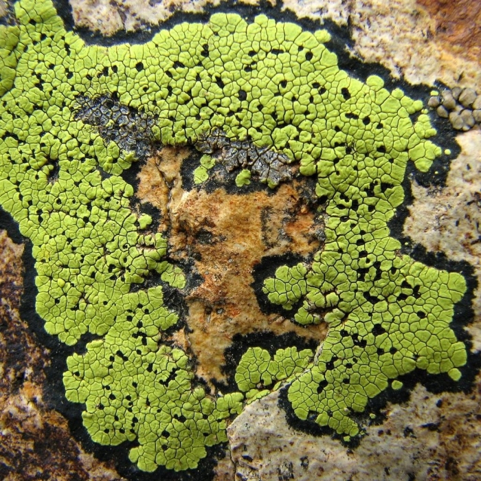 Симбиоз гриба и водоросли в лишайнике