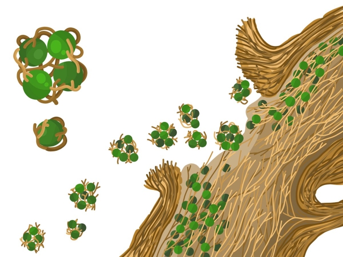 Лишайники 7 класс биология